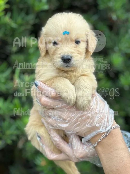 Não existe companhia melhor do que um Golden Retriever - Foto 2