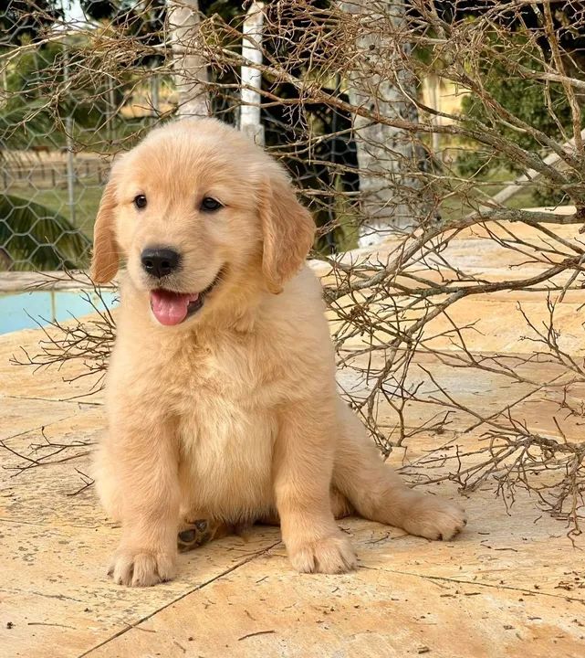 Príncipe carioca  - Foto 3