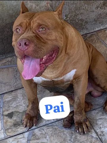 Cachorro Pitbull Santa Cruz Zona Oeste Rio de Janeiro