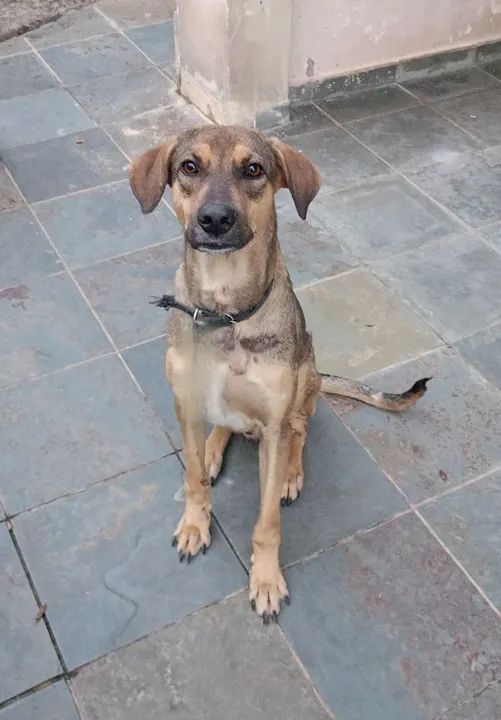 Adoção Responsável Urgente!  - Foto 5