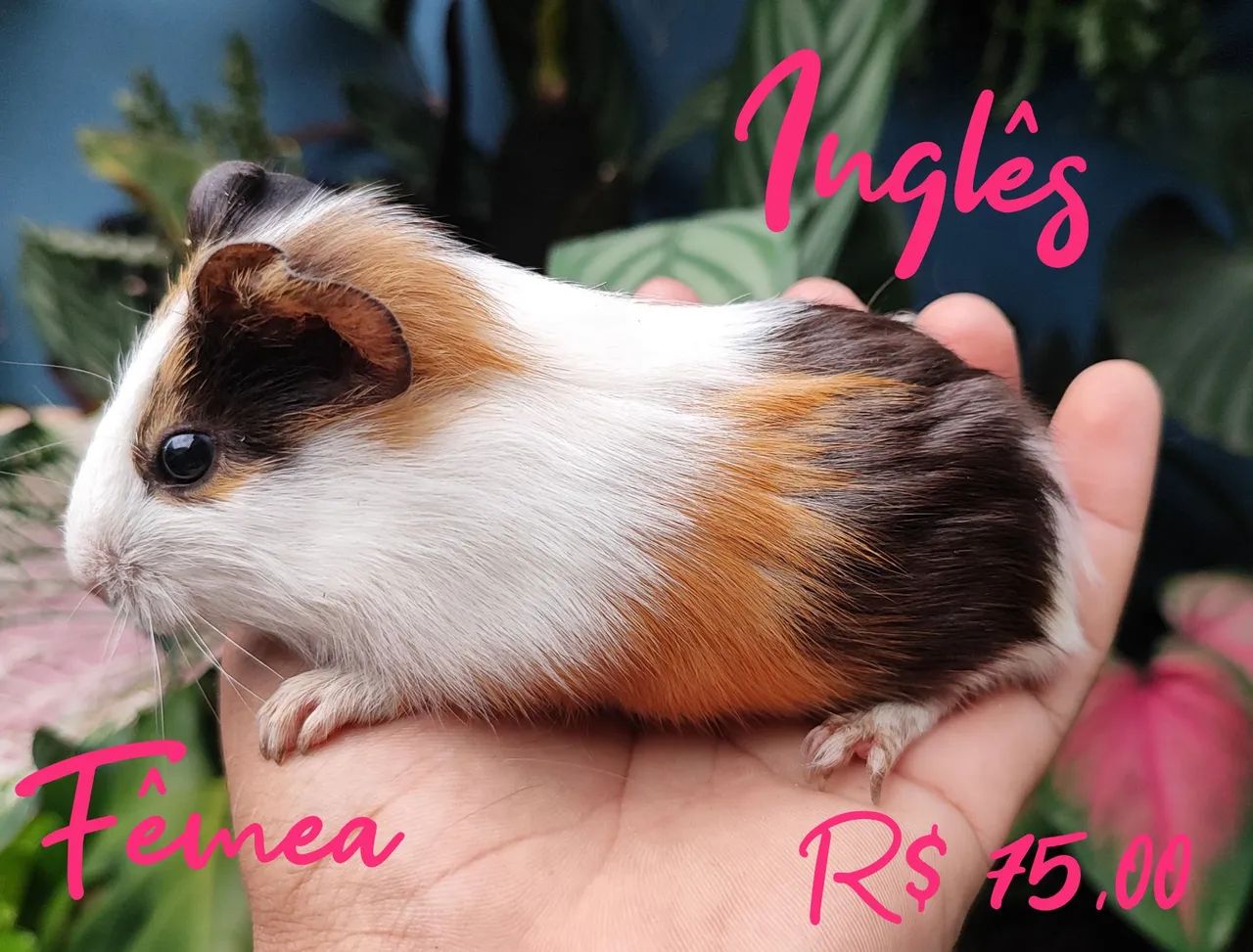 Porquinho da Índia 64606829192833120