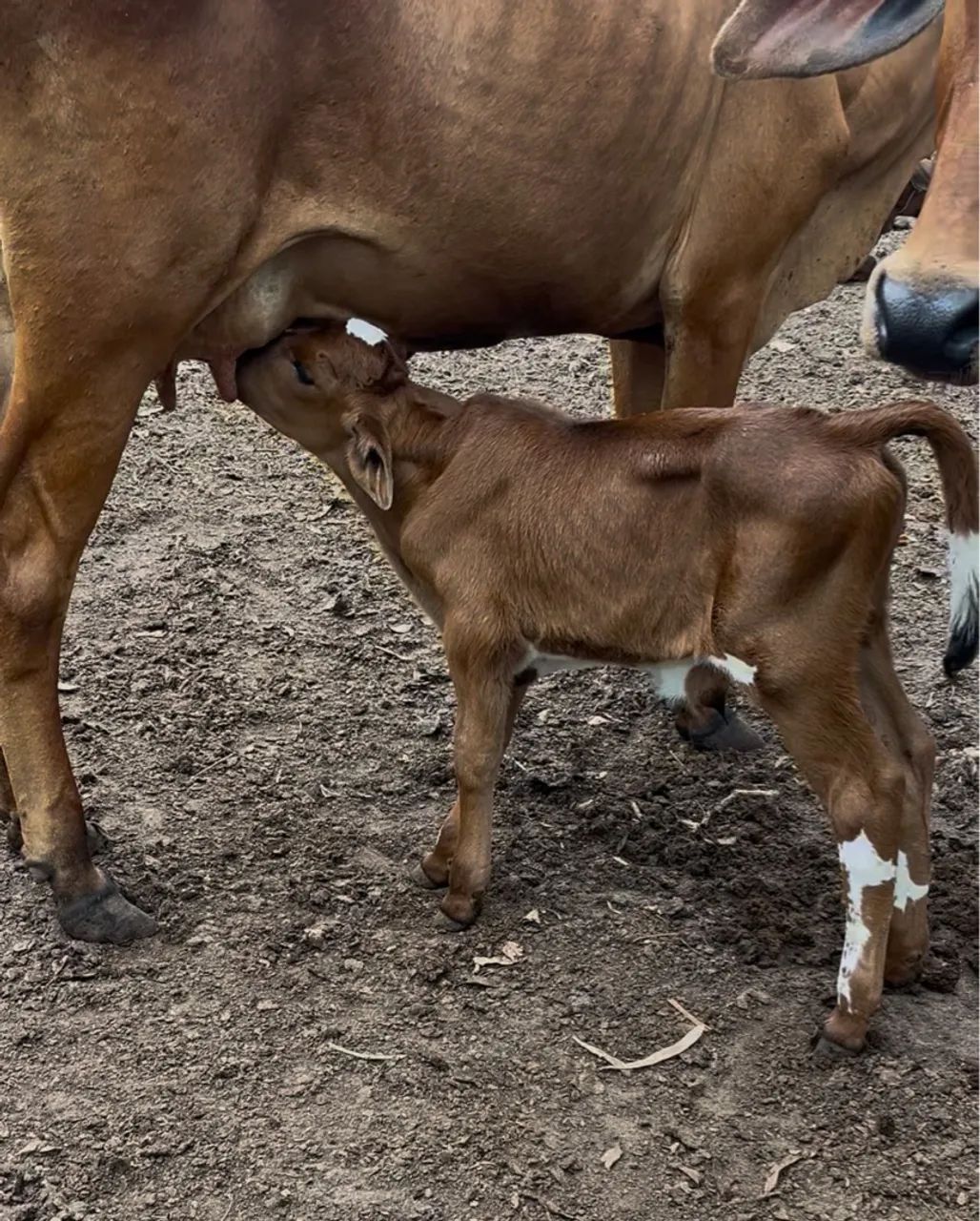 Vaca com bezerro  - Foto 4