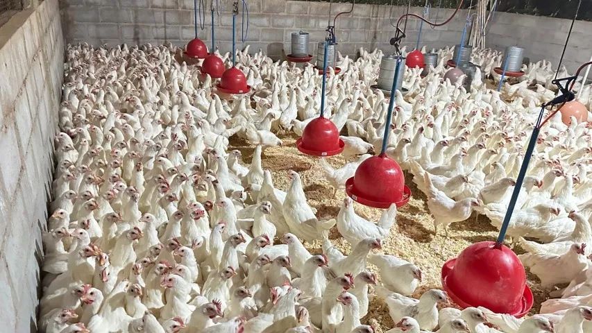 Granja Vivendas - Frangas Isabrown - Dekalb White - Novogen Tinted - Foto 3