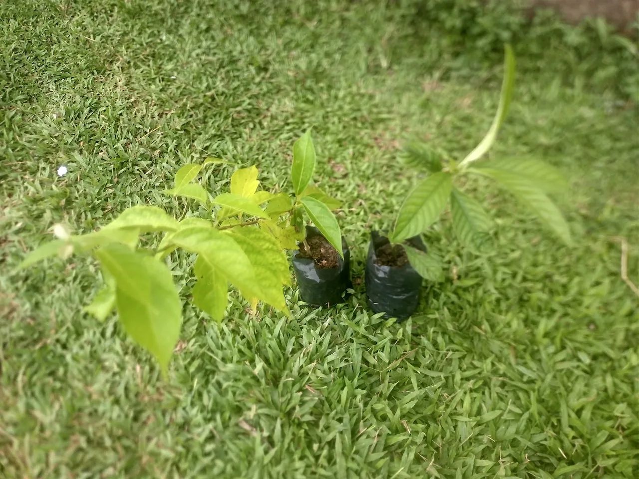 Kit Mudas Mariri e Chacrona (Banisteriopsis Caapi Psychotria Viridis) - Foto 3