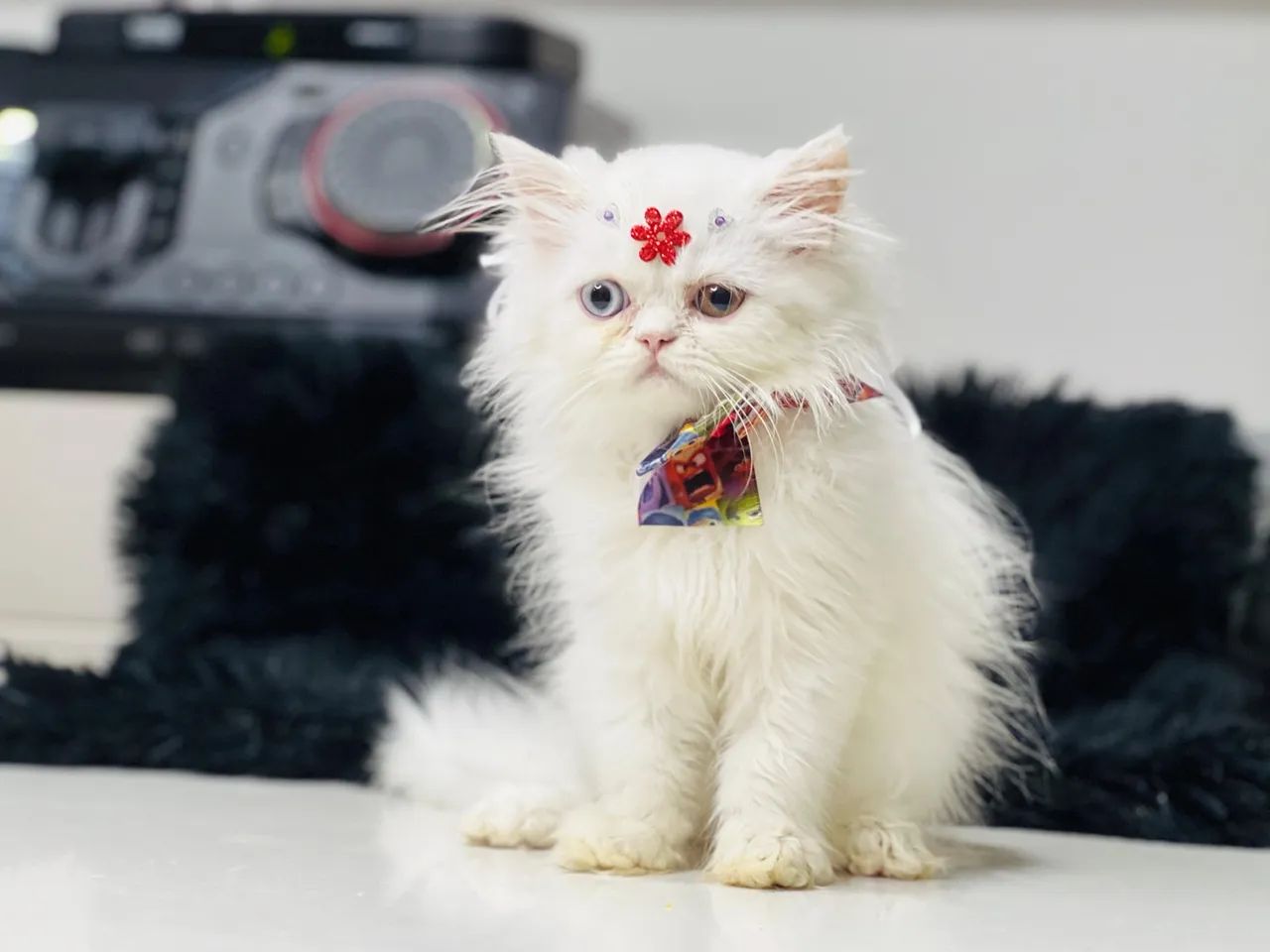 Gatinho Persa Branco - Lindíssimo!