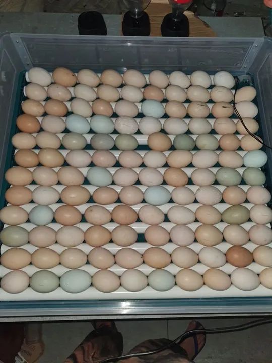 Chocadeira 130 ovos - Foto 2