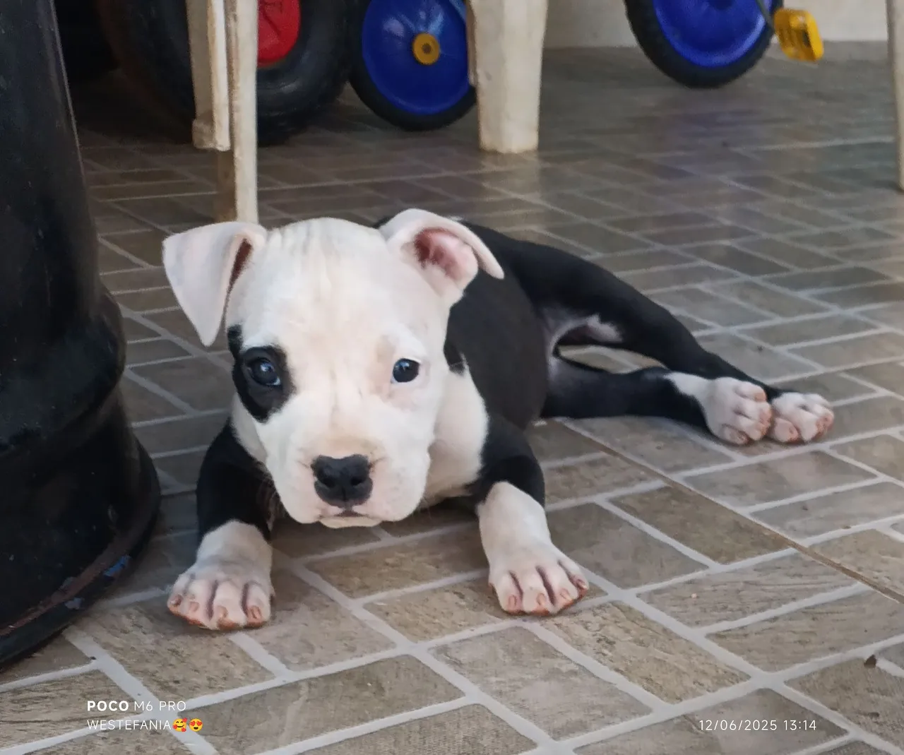 Filhote de Pitbull 2 fêmeas disponível