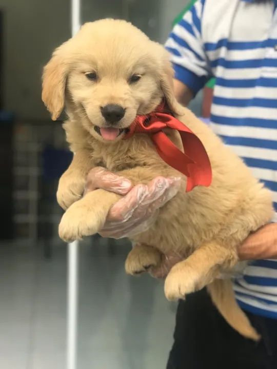 Golden Retriever - Macho dourado lindo e saudável com pedigree - Somos loja física e canil - Foto 3