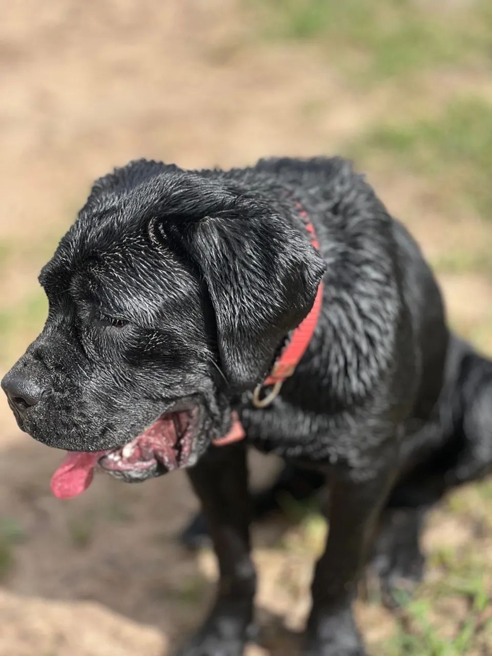 Cane corso com 4 meses   - Foto 2