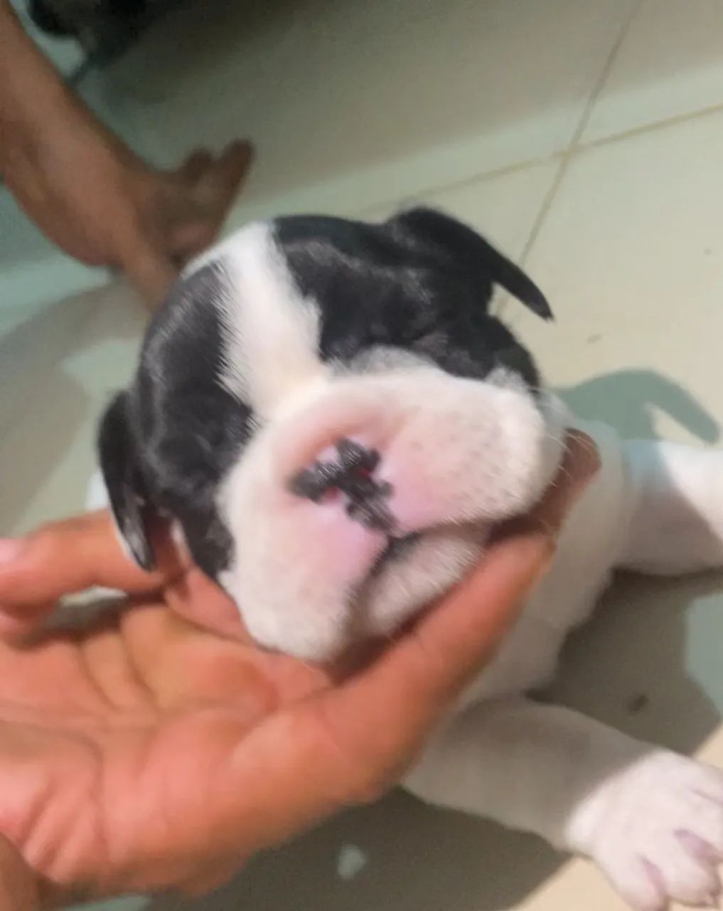 Filhotes de Bulldog Francês para vender 