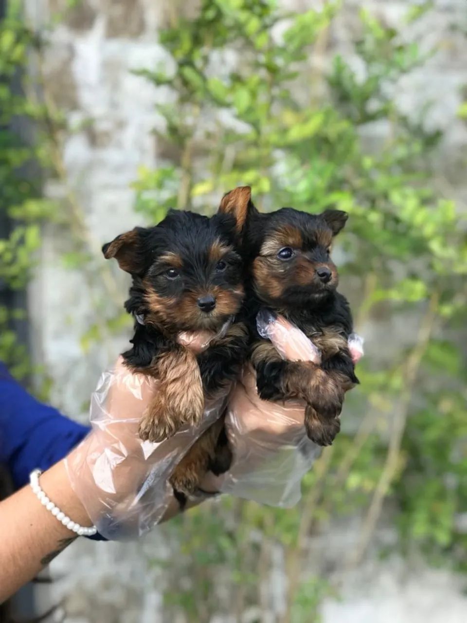 Yorkshire Terrir Micro e padrão a pronta entrega - Foto 4