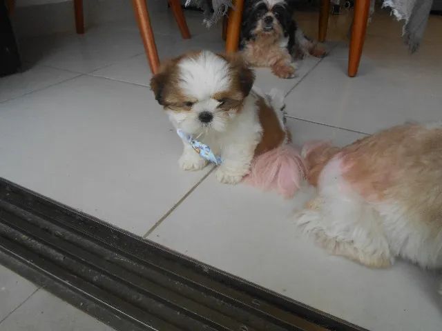 Lindos Filhotinhos de Shih tzu - Foto 3