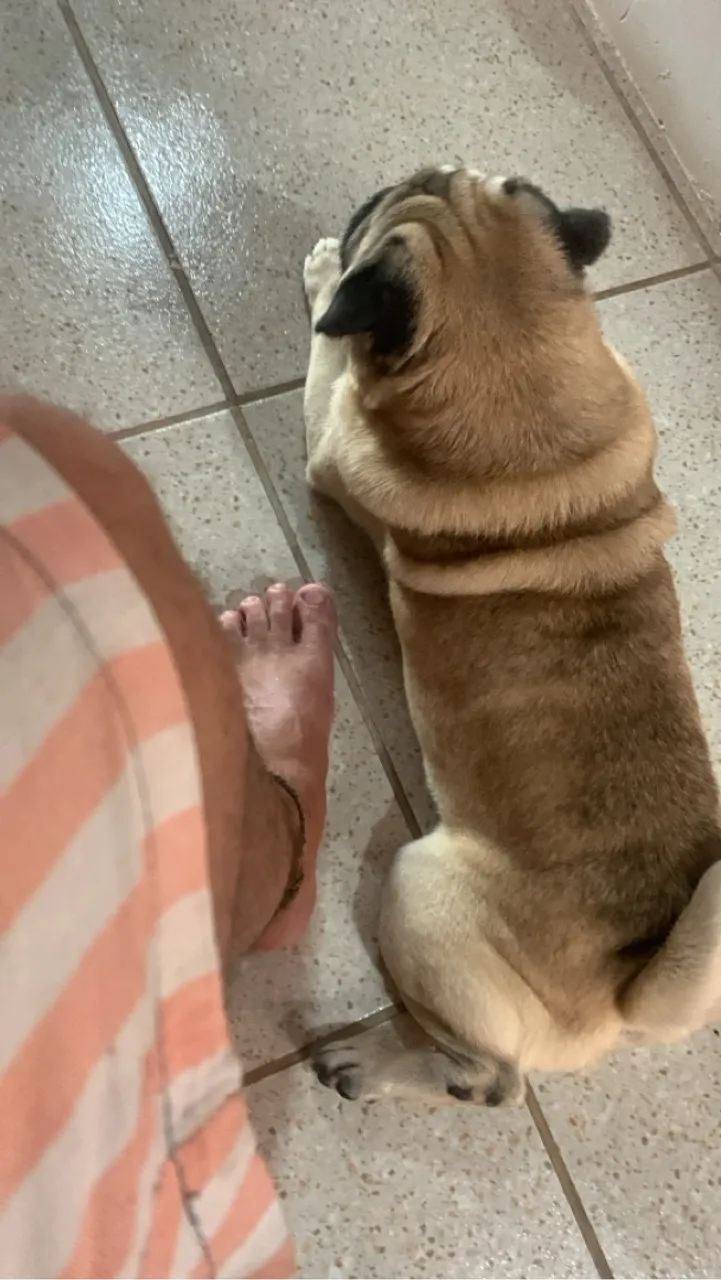 Pug macho e Pug fêmea os dois por 900