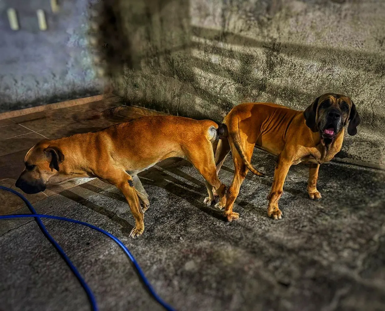 Filhotes Fila Brasileiro puros