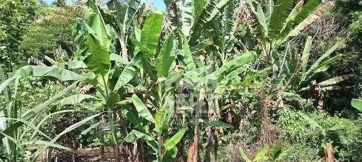 Chácara à venda, 31972 m² por R$ 980.000,00 - Piratininga - Niterói/RJ - Foto 9