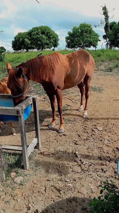 Cavalo quarto de milha/Manga Larga  - Foto 3