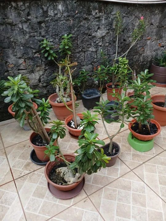 Rosa do deserto - Foto 4