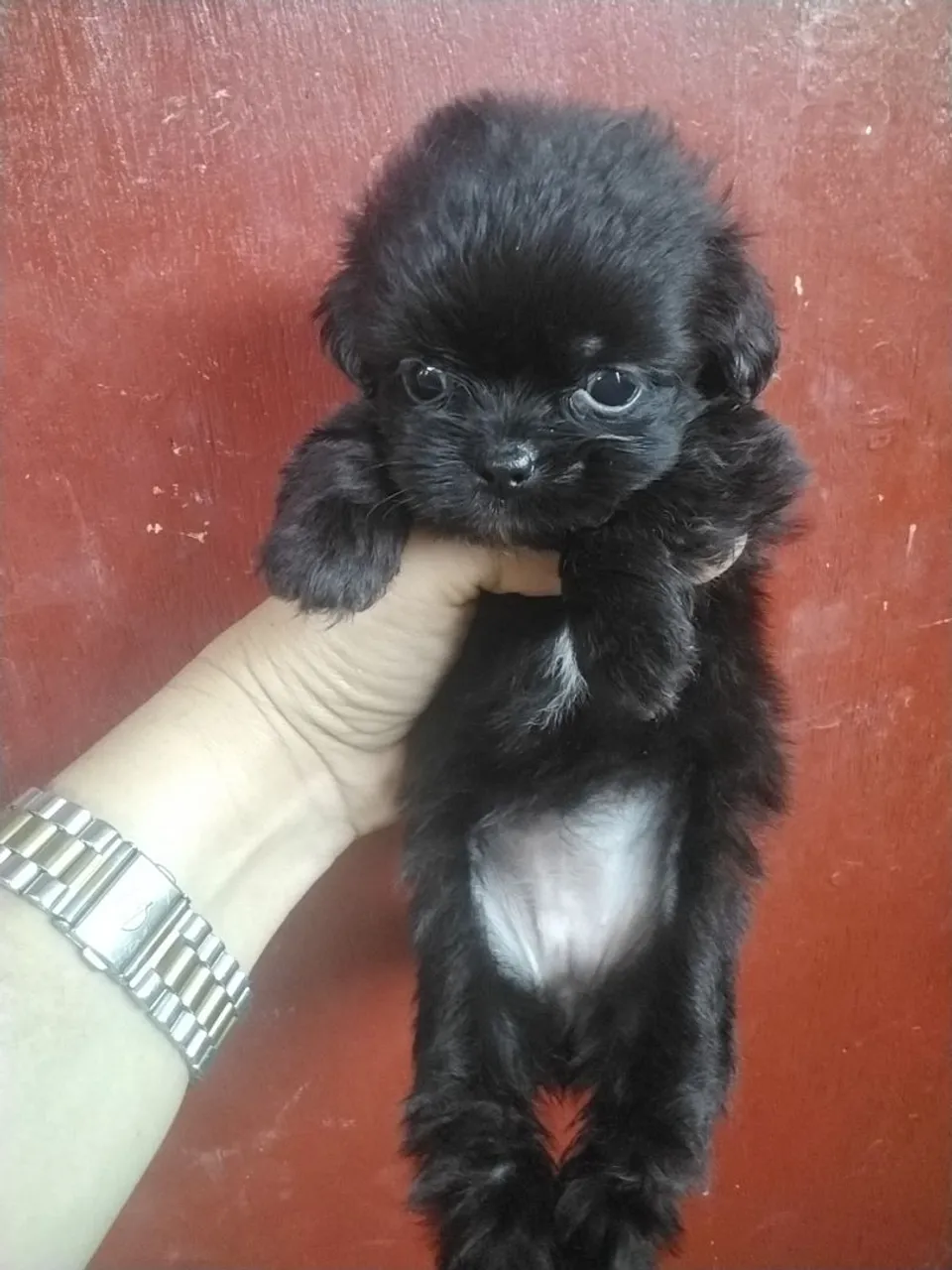 Filhote de Spitz Alemão X shihtzu leia a descrição do anúncio com atenção