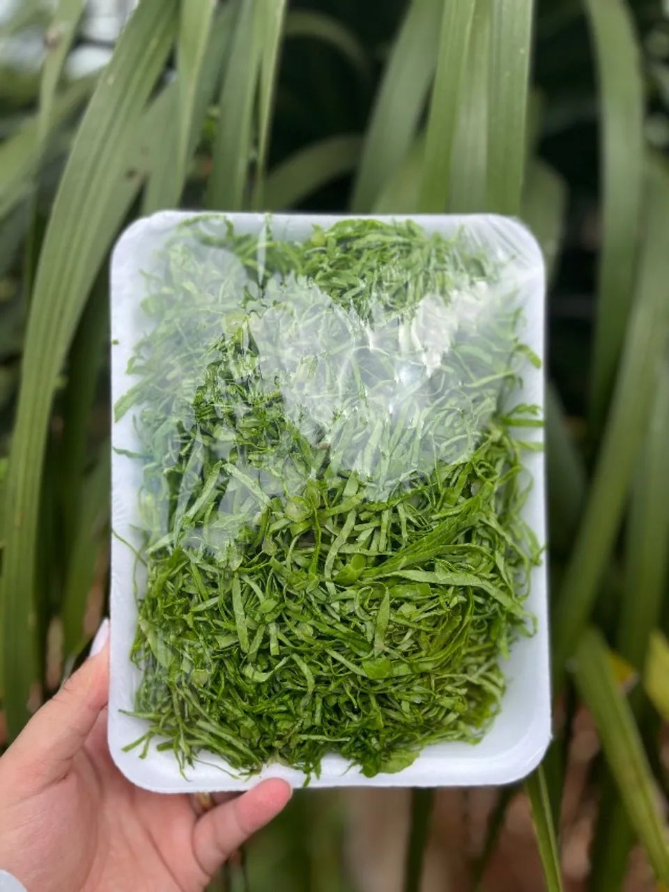 Verduras - Foto 4