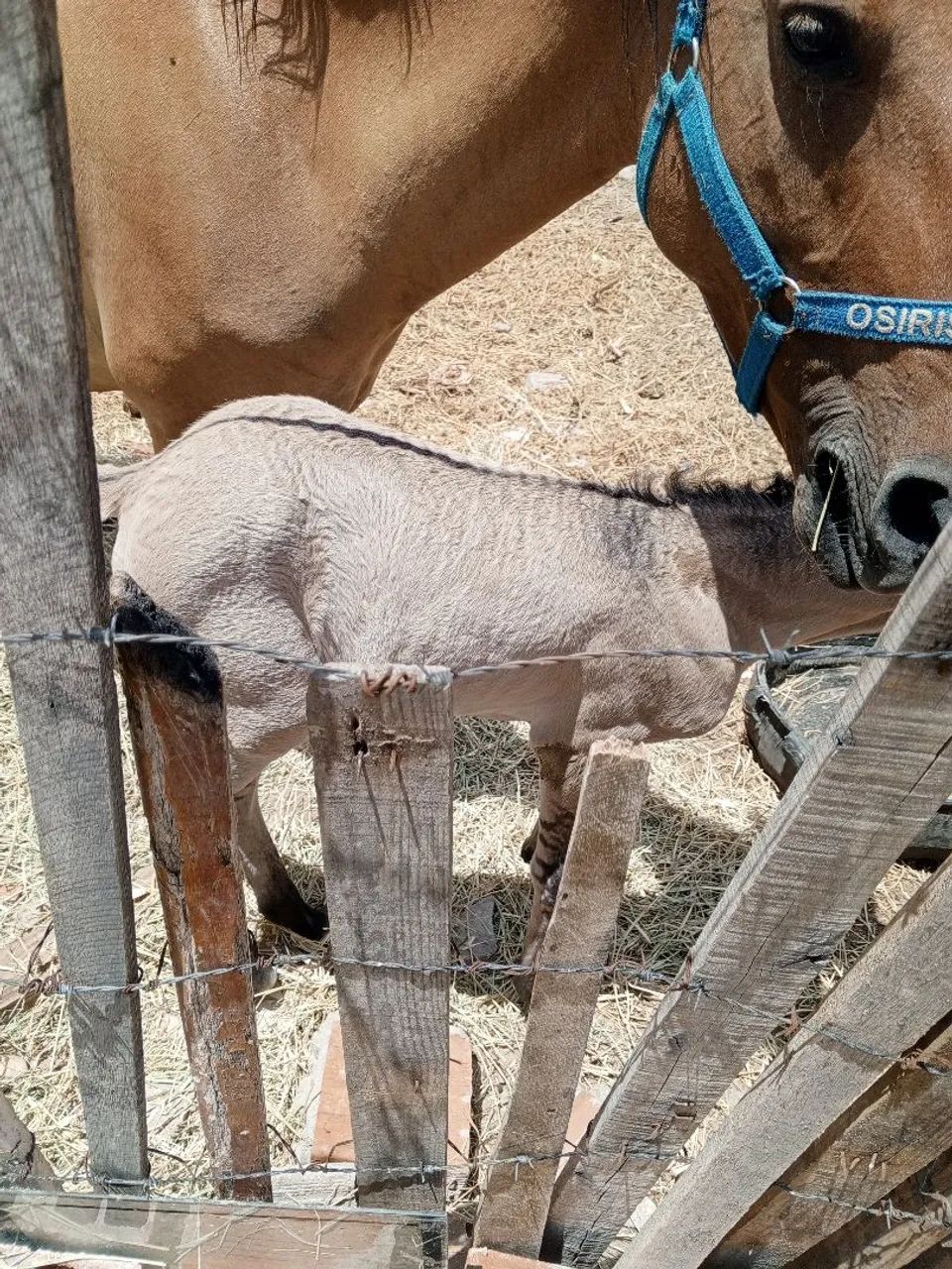 Égua mansa de sela e potra meio sangue quarto de milha égua está com suspeita de prenhez  - Foto 3