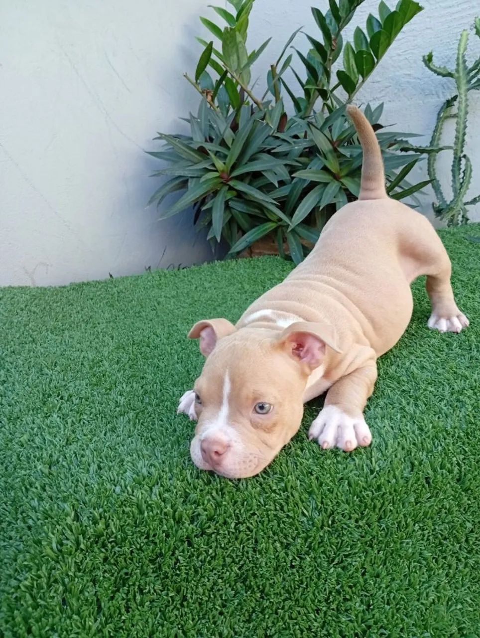 Filhote de American Bully macho 