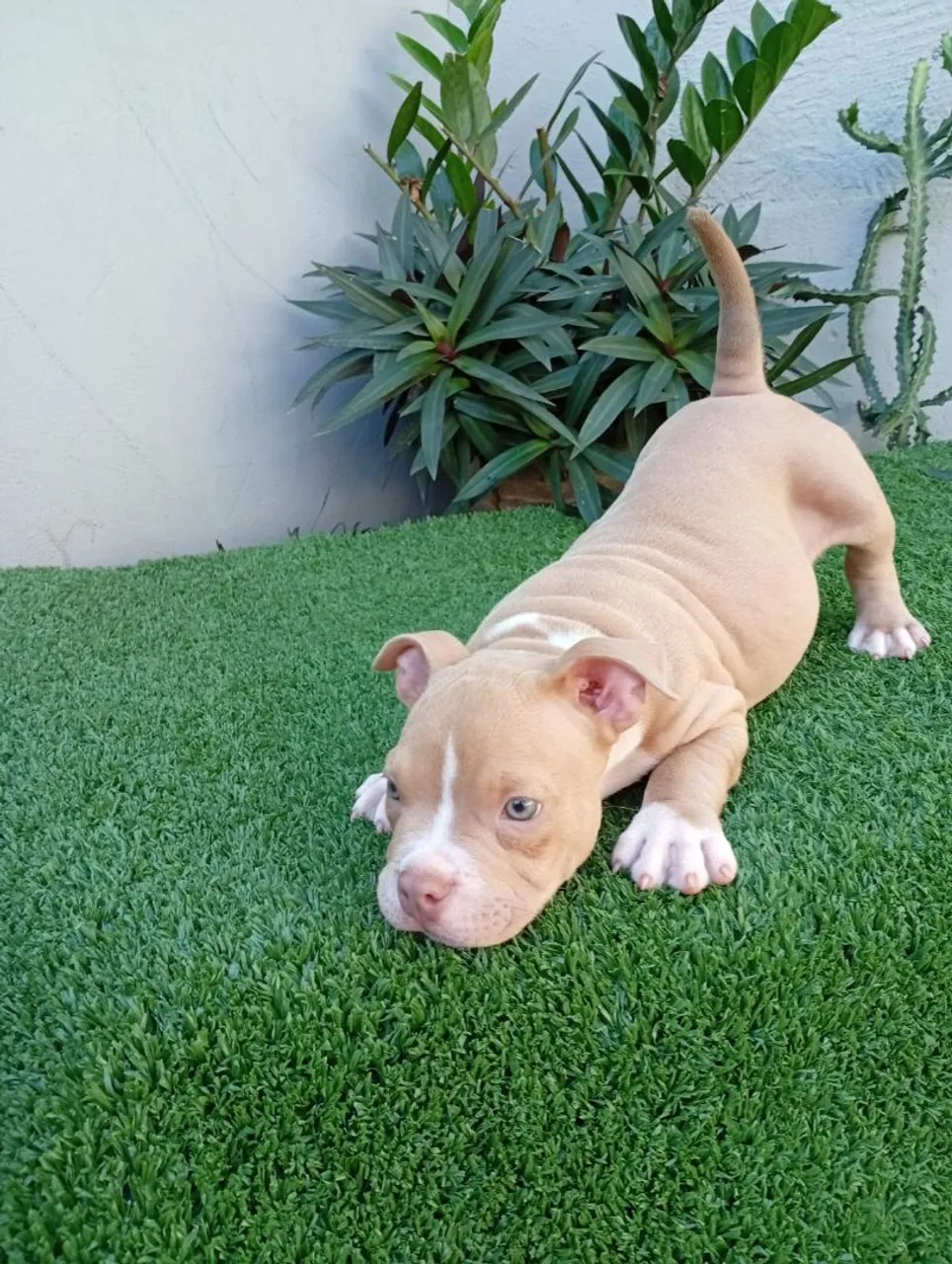 Filhote de American Bully macho