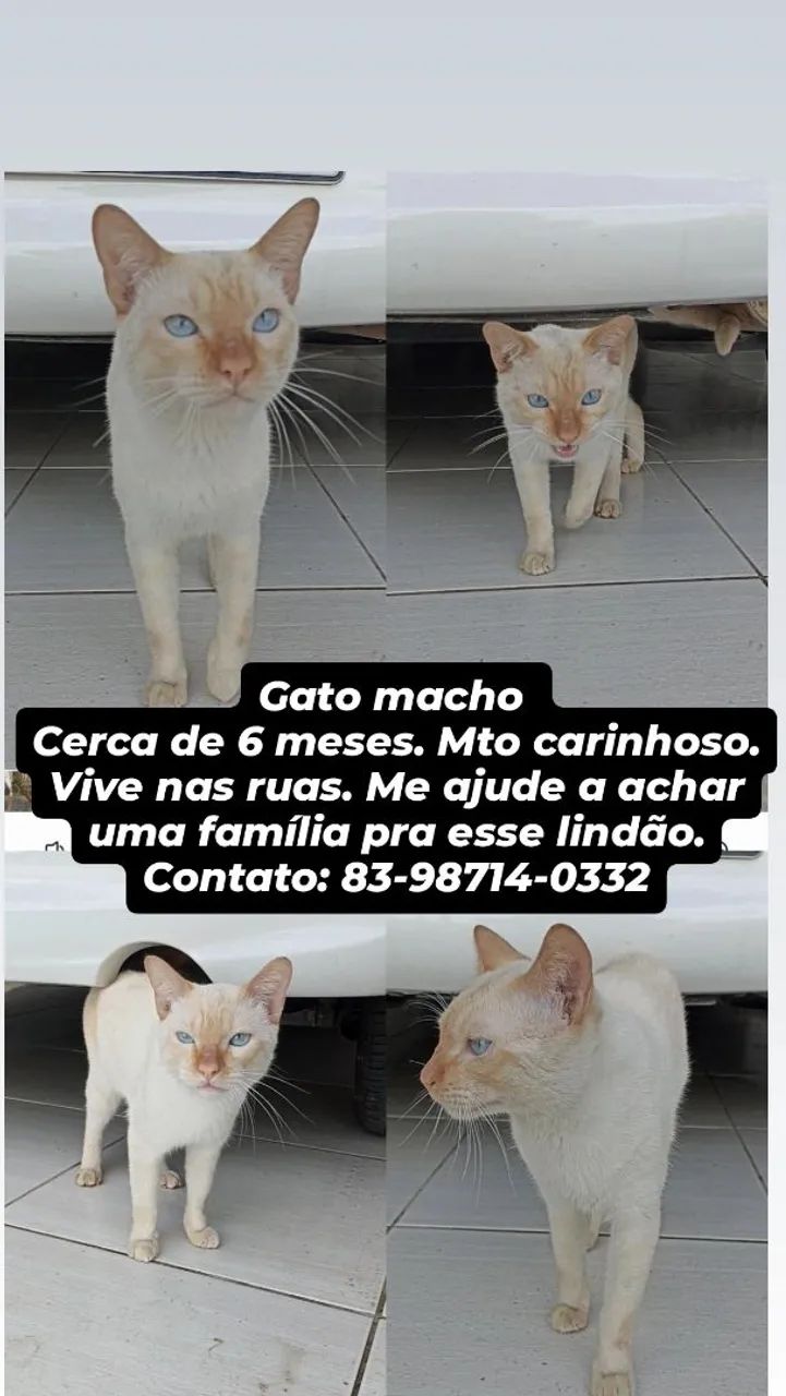 Lindo gatinho de Olhos Azuis - Foto 5