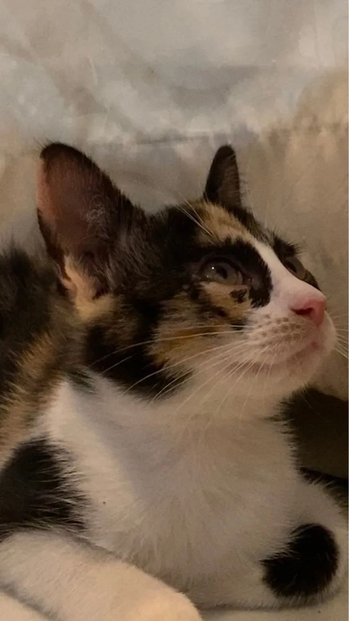 Gatinha Tricolor filhote para Adoção responsável  - Foto 2