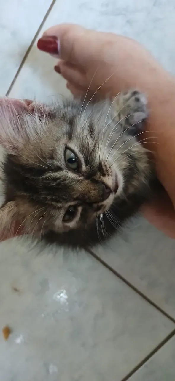 Gatinha bem calminha. Estou doando pq achei ela e não tenho condições de ficar.