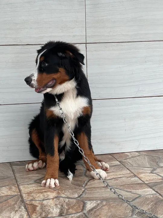 Bernese Mountain Dog macho - Foto 3