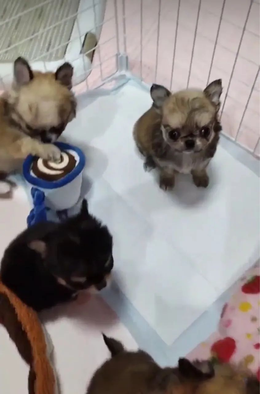 Chihuahua micro Pelo longo e pelo curto  pronta entrega  - Foto 4