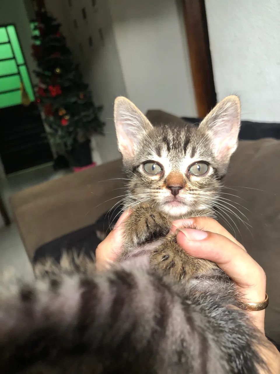 ADOÇÃO RESPONSÁVEL  - Foto 6