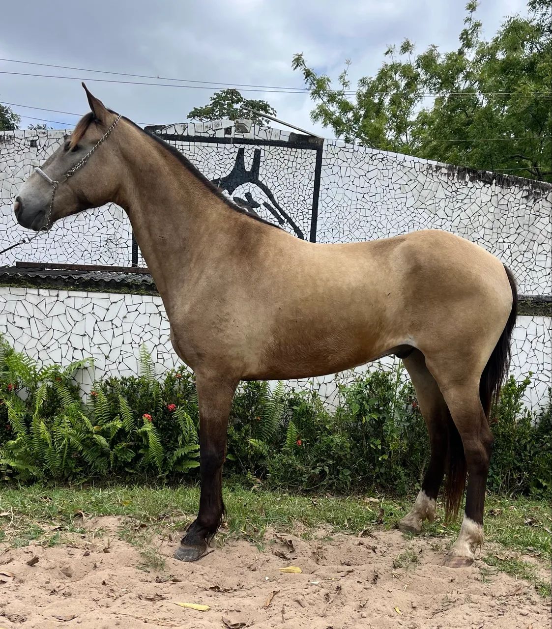 PROMOÇÃO DA SEMANA CAVALO TOP DE MARCHA PICADA - Foto 4