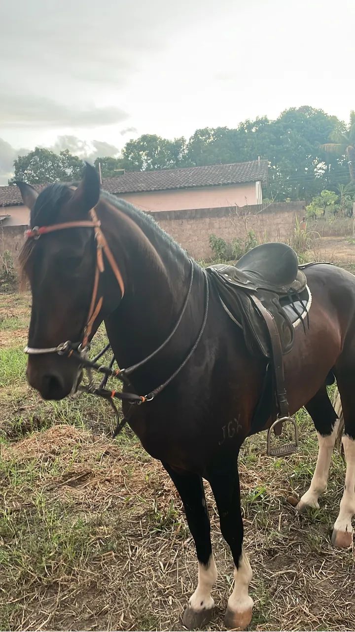 Cavalo mangalarga marchador, registrado!