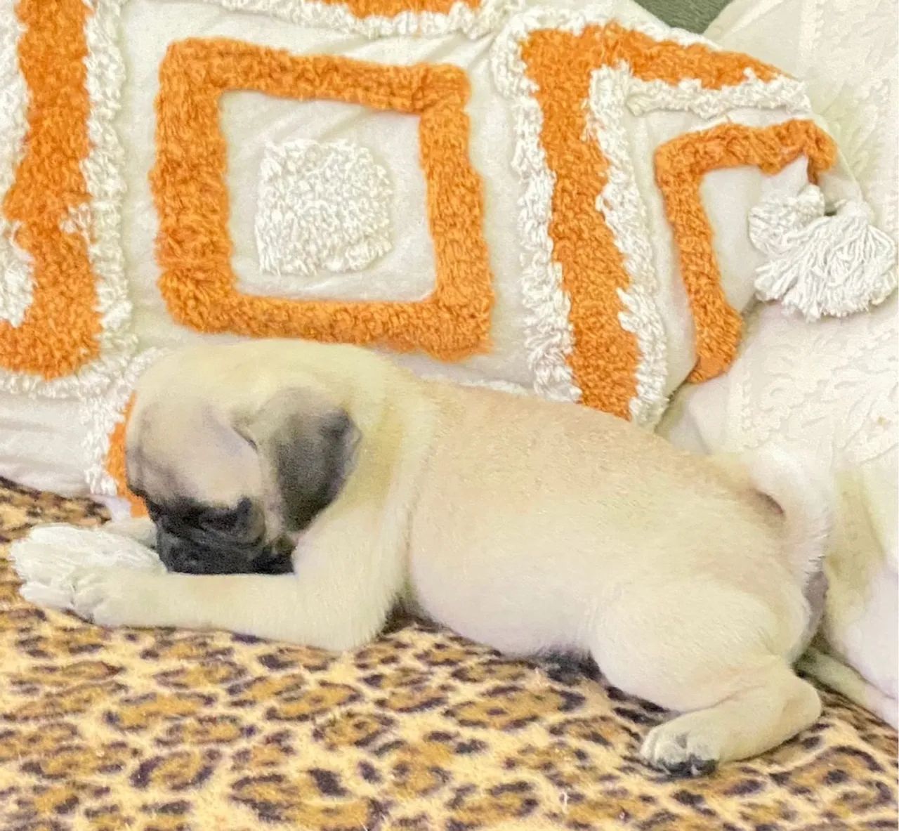 Belíssimo Pug Abricó Linhagem De Excelência 