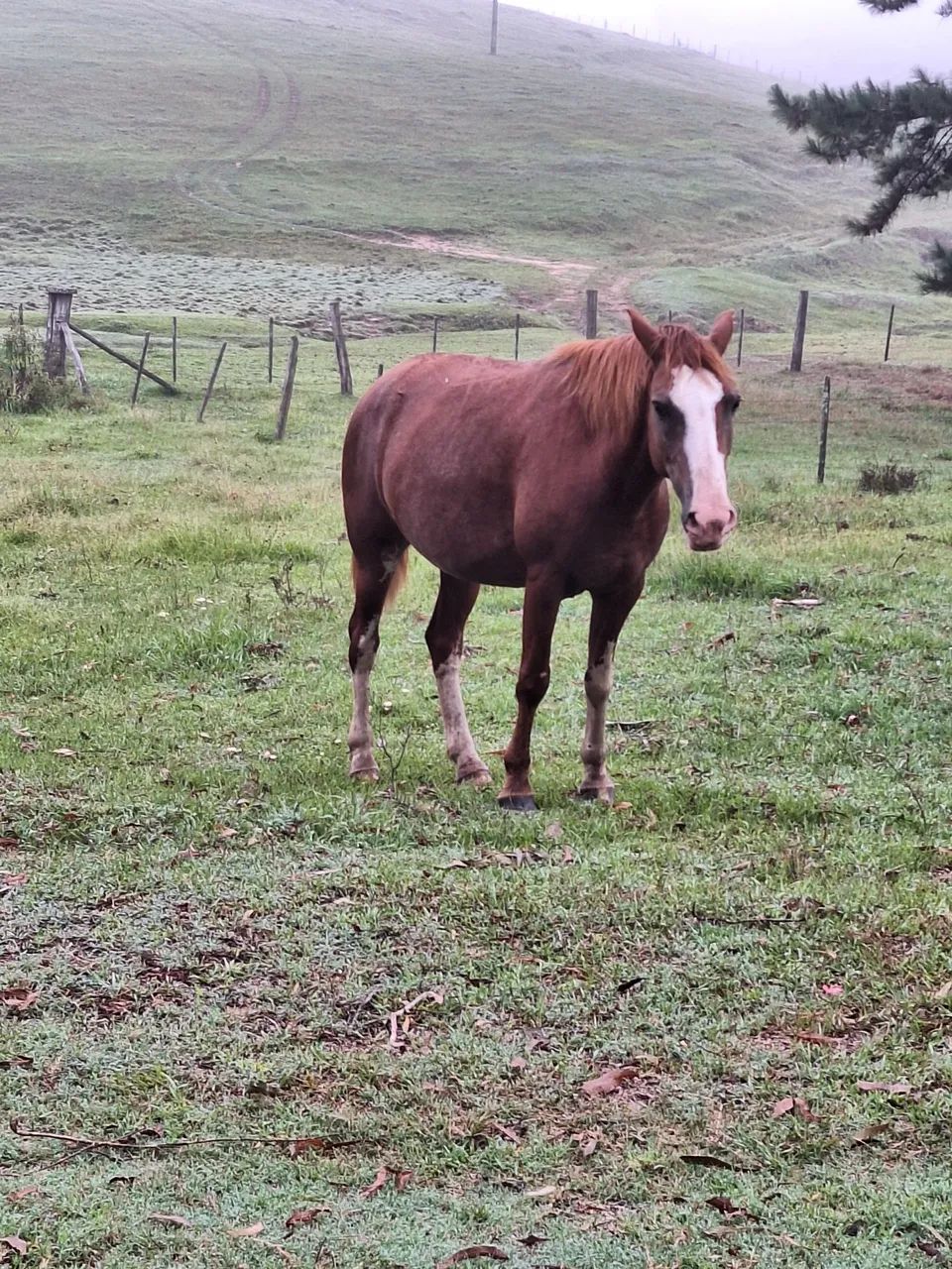 Égua nova bonita.  - Foto 6