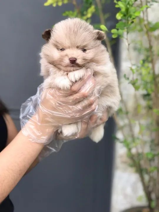 Spitz Alemão os mais saudaveis e legetimos pacotinhos de amor - Foto 5