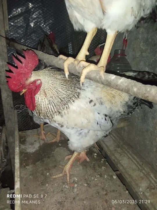 Galos gigante  - Foto 2