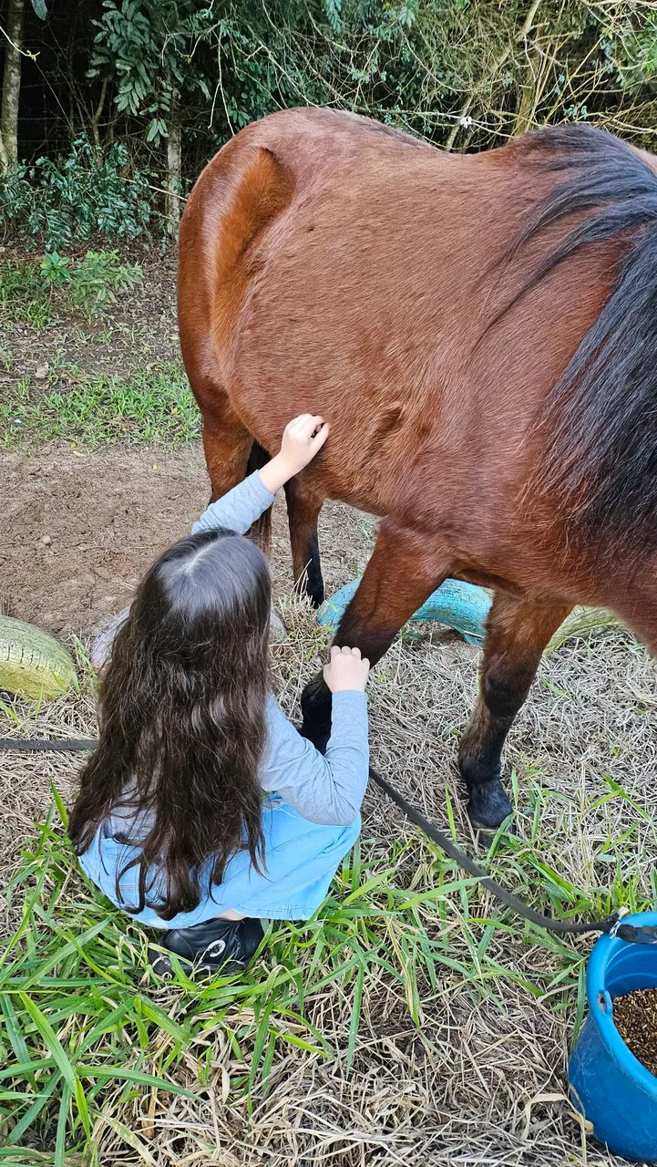 Cavalo/potro crioulo puro sem documento.