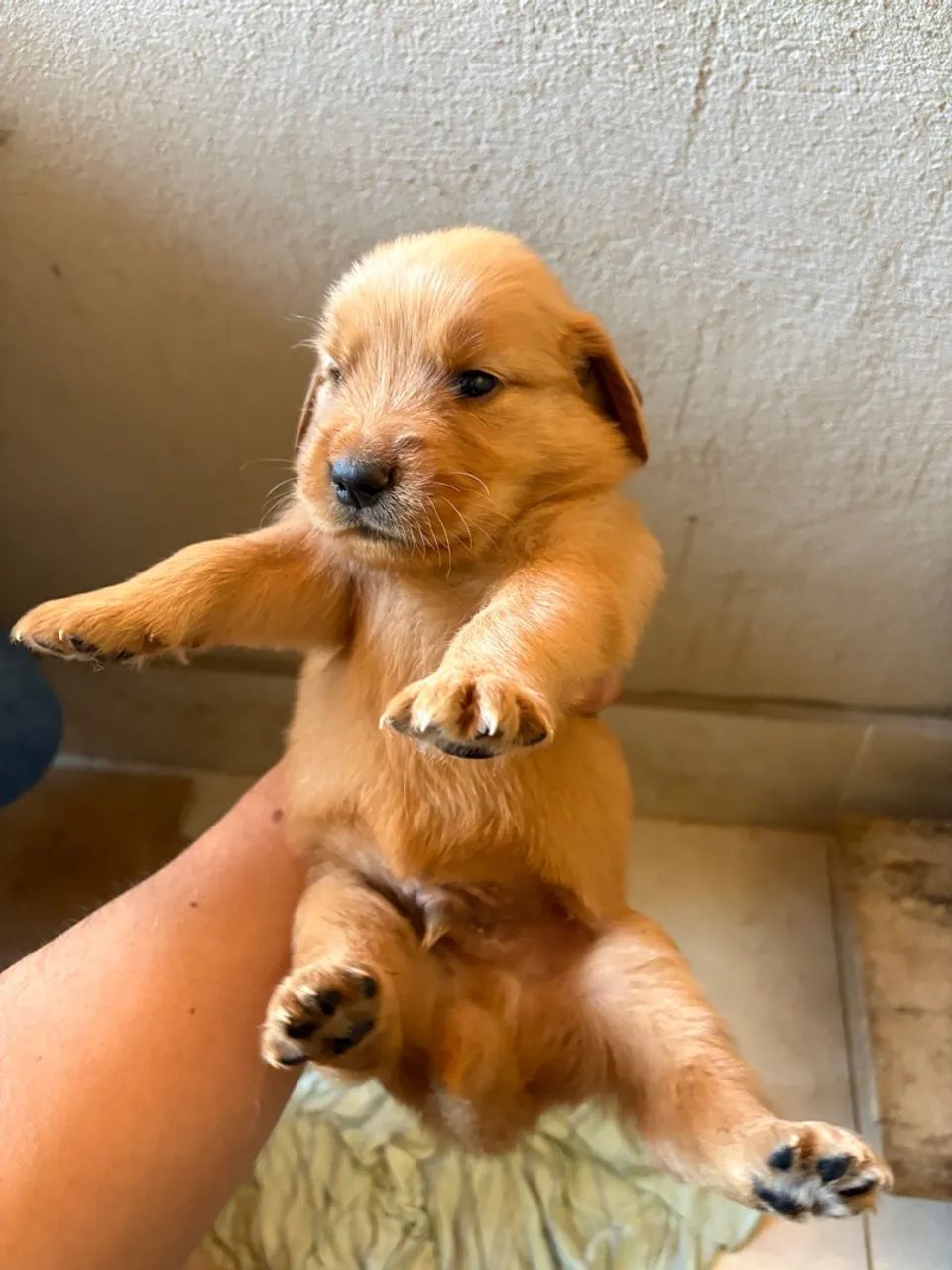 Golden retriever macho - Foto 4