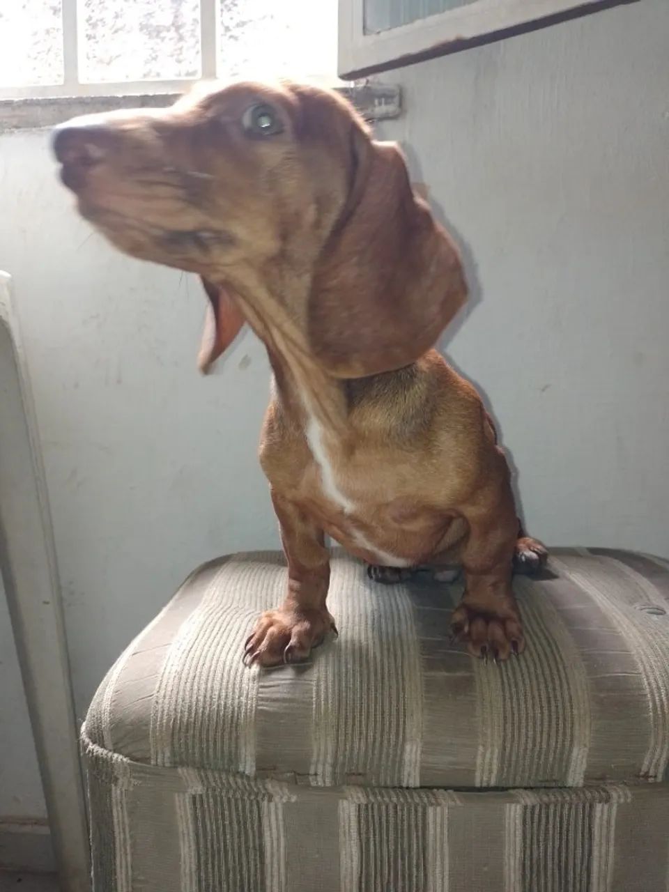 Dachshund (Salsichinha) - Foto 2