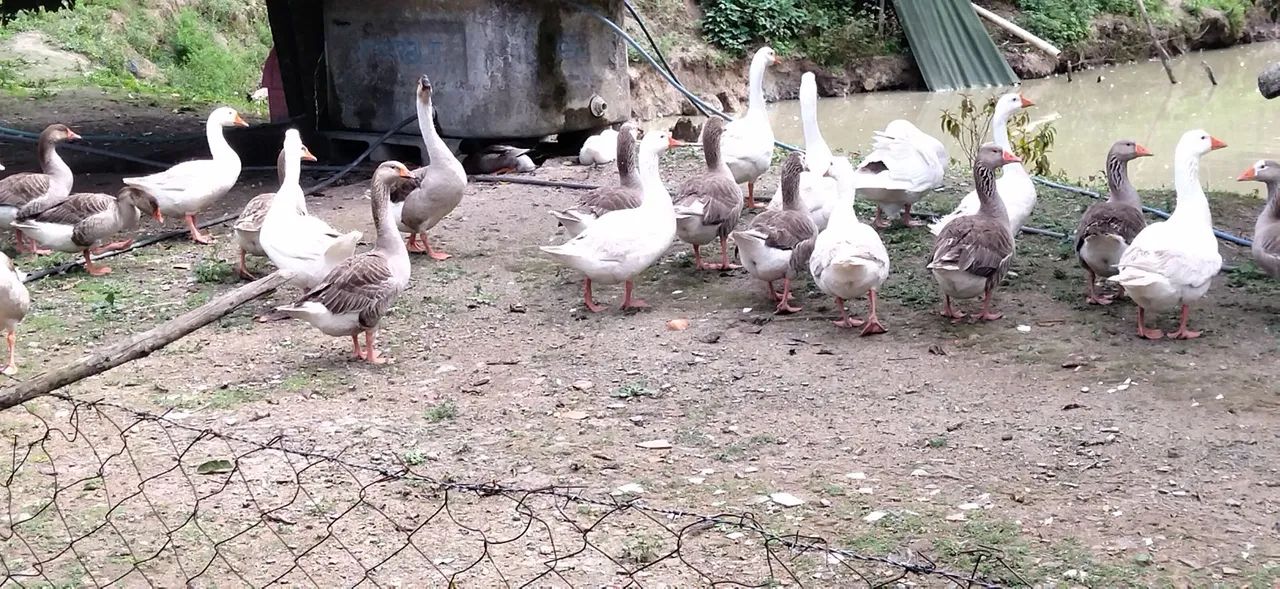Gansos  - Foto 5