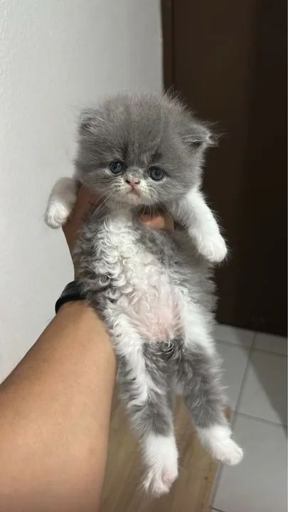 Gatinhos Persa Premium  - Foto 2