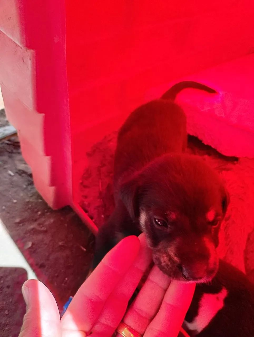 Filhote de cachorro caramelo e branco - Foto 2