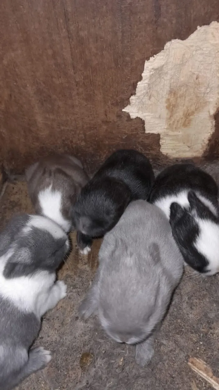 Filhotes de coelhos fofinhos netherland dwarf
