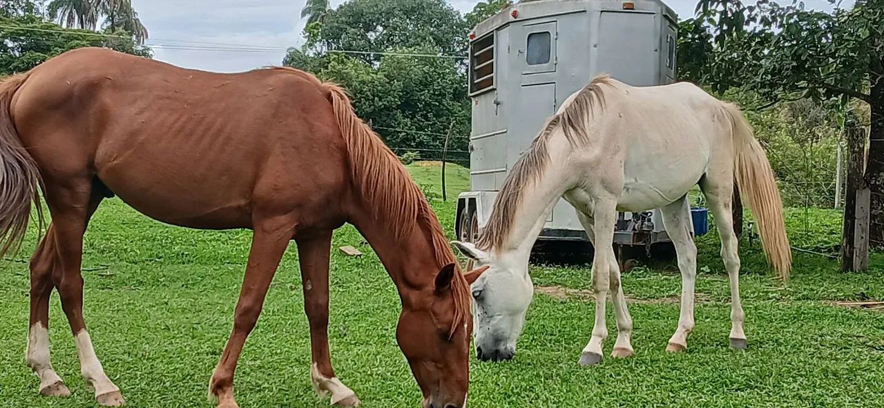 Potros 1/2 sangue quartos de milha trabalho/esporte - Foto 3