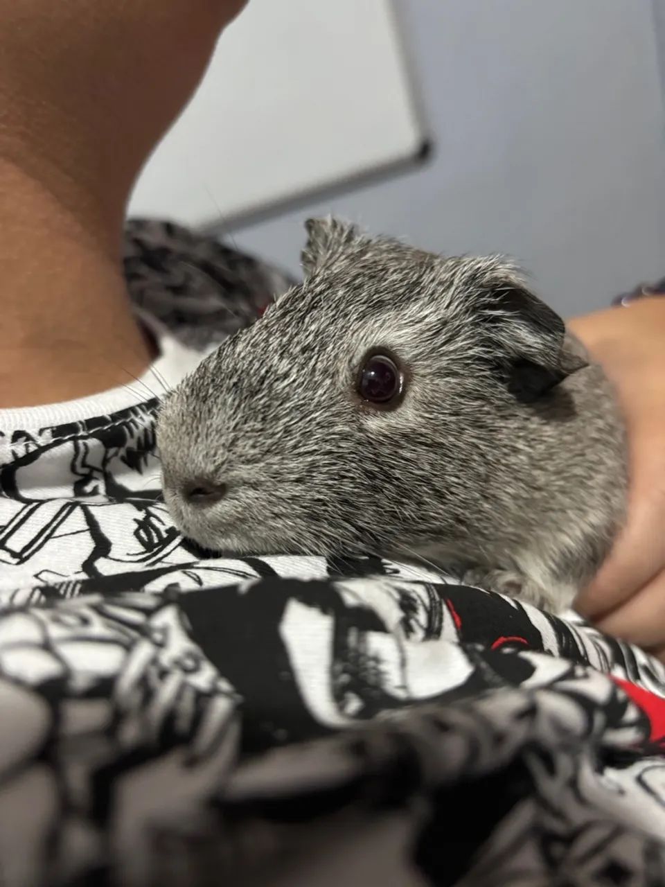 Porquinho da Índia - Foto 3