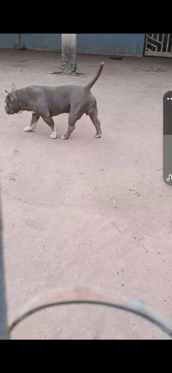 Disponível para cobertura pego em filhotes ou dinheiro pedigree Ibc  - Foto 2