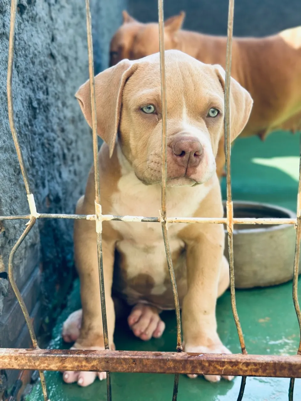 Filhote de Pit Monster com Pedigree