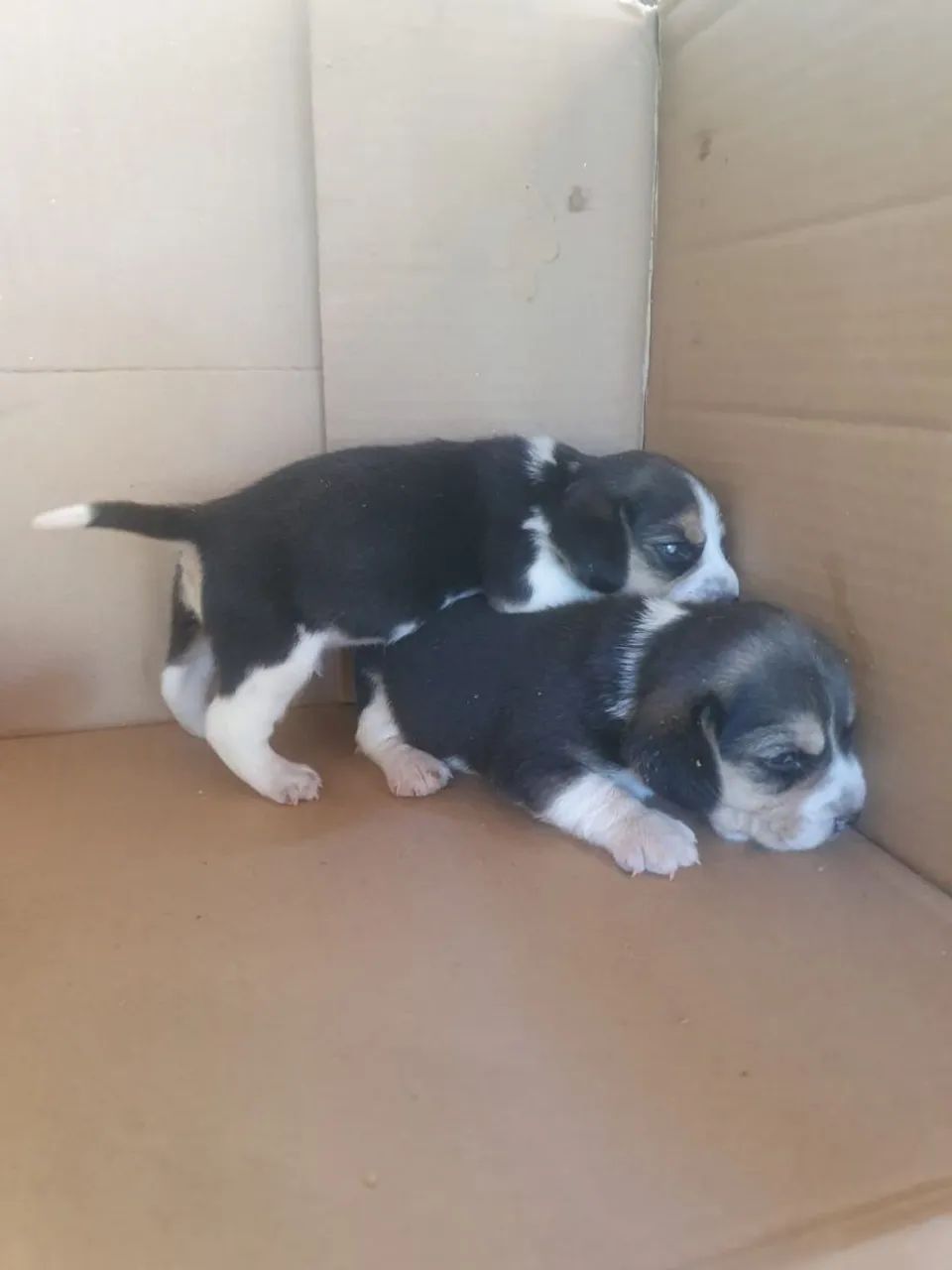 Filhotes de Beagle puros de raça. Pai e mãe  puros da raça beagle  - Foto 3